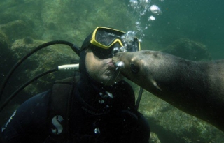 Buceo con lobos marinos